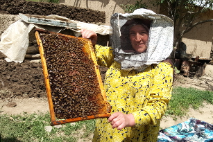 Tajik Beekeeper 307x205