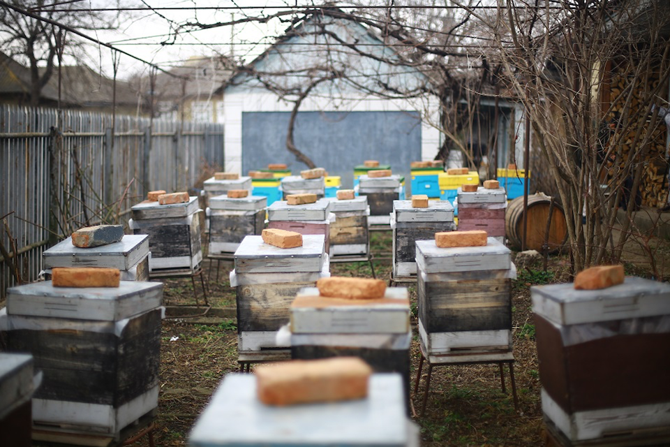 Liza Mămăligă’s apiary in Todirești, Ungheni includes more than 80 hives. Photo: UN Women Moldova