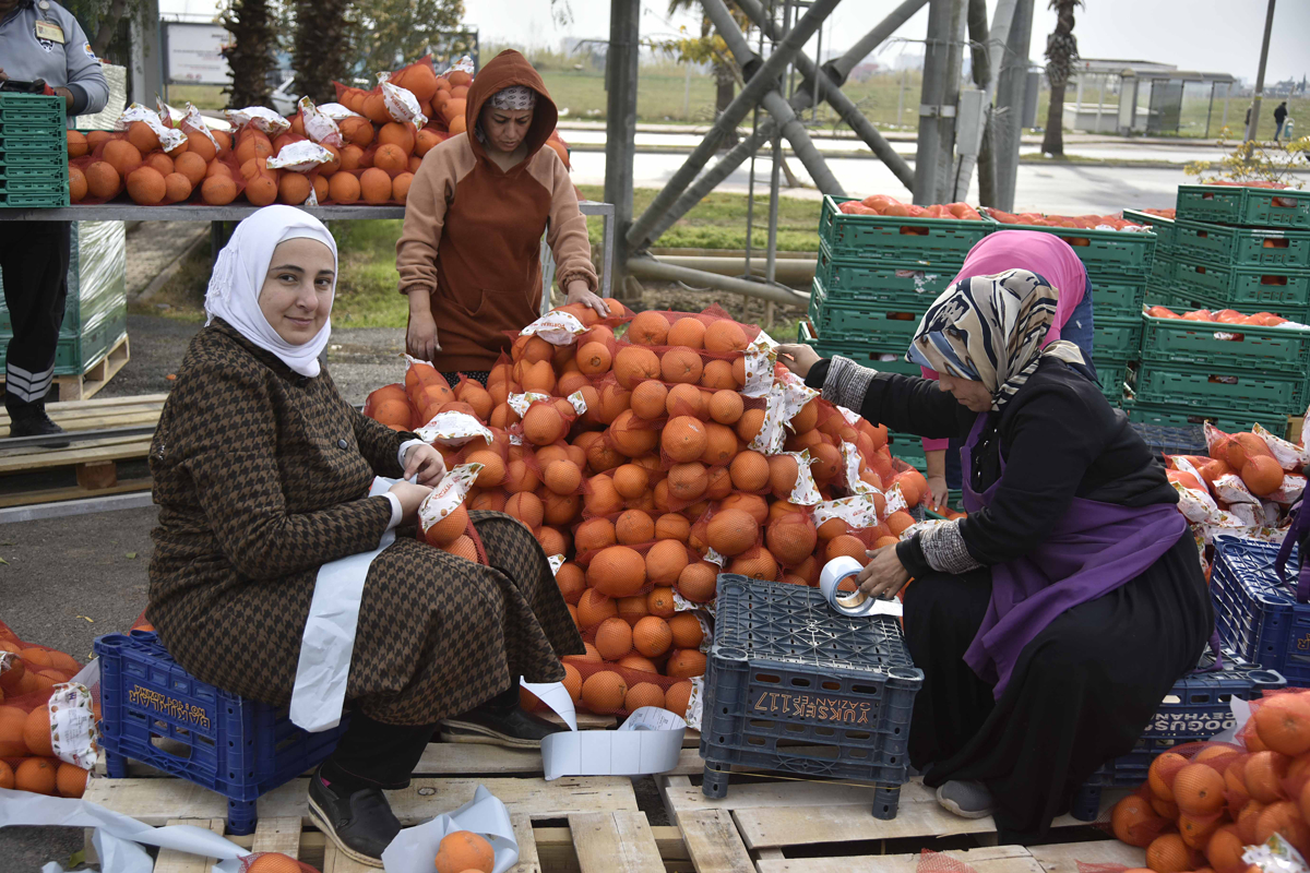 Women in Adana pack oranges before distribution in the local markets. 