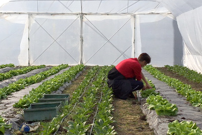 Dalida Macura, coordinator of “Good Garden”, taking care of the organic lettuce in a greenhouse. Photo credit: Bojana Barlovac/UN Women