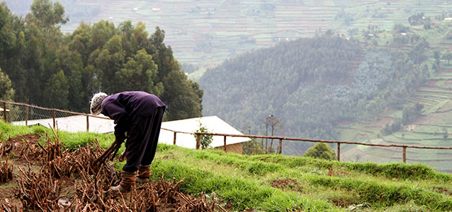 Rwandan farmer