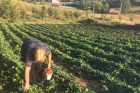 Shkurte Rrustemi, a farmer from the village Babaj, Kosovo been farming her land most of her life, cultivating healthy food for her family. Photo: Women’s Business Association “She-Era”
