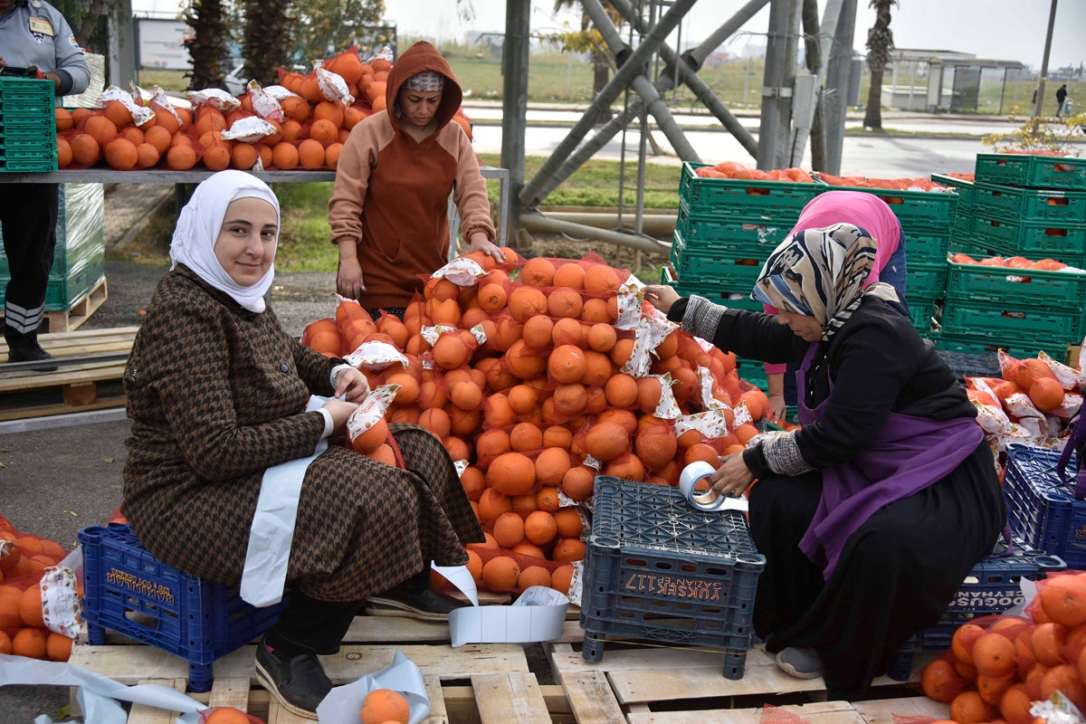 Women in Adana pack oranges before distribution in the local markets. 